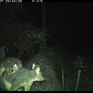 Trichosurus vulpecula at Pipeclay, NSW - 27 Oct 2024