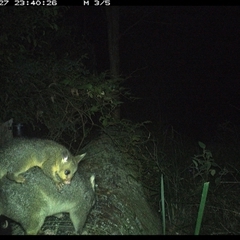 Trichosurus vulpecula at Pipeclay, NSW - 27 Oct 2024