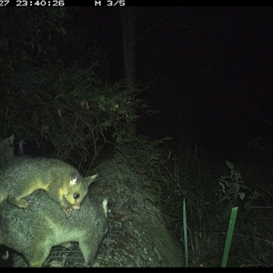 Trichosurus vulpecula at Pipeclay, NSW - suppressed