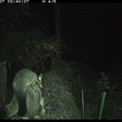 Trichosurus vulpecula at Pipeclay, NSW - 27 Oct 2024