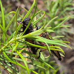 Yoyetta sp. (genus) (Firetail or Ambertail Cicada) at Bungendore, NSW by clarehoneydove