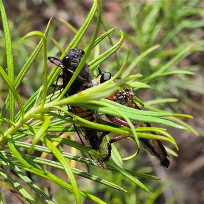 Yoyetta sp. (genus) (Firetail or Ambertail Cicada) at Bungendore, NSW - 1 Dec 2024 by clarehoneydove