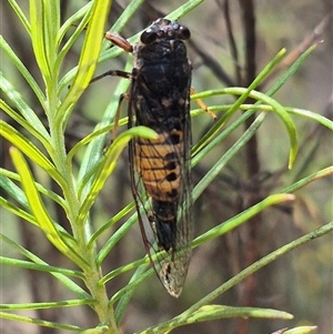 Yoyetta sp. (genus) at Bungendore, NSW - 1 Dec 2024