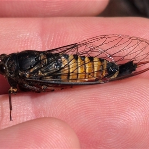 Yoyetta sp. (genus) at Bungendore, NSW - 1 Dec 2024