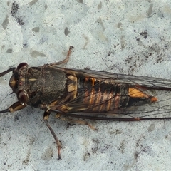 Yoyetta australicta (Southern Ticking Ambertail) at Bungendore, NSW - 30 Nov 2024 by clarehoneydove