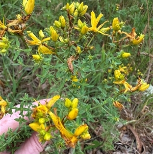 Hypericum perforatum at Fitzroy Falls, NSW - 1 Dec 2024