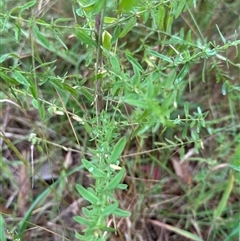 Hypericum perforatum at Fitzroy Falls, NSW - 1 Dec 2024