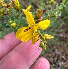 Hypericum perforatum at Fitzroy Falls, NSW - 1 Dec 2024