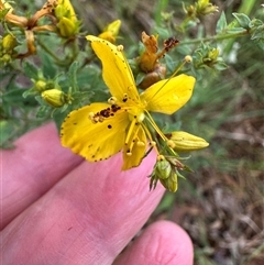 Hypericum perforatum at Fitzroy Falls, NSW - 1 Dec 2024 03:07 PM