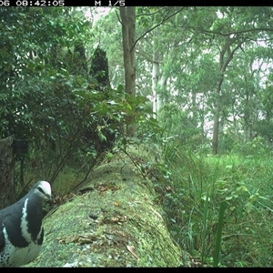 Leucosarcia melanoleuca at Pipeclay, NSW - suppressed