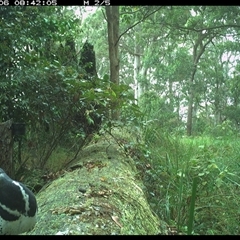 Leucosarcia melanoleuca at Pipeclay, NSW - 6 Nov 2024