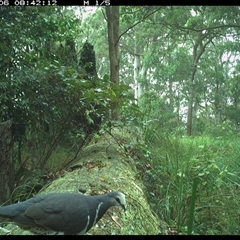 Leucosarcia melanoleuca at Pipeclay, NSW - suppressed