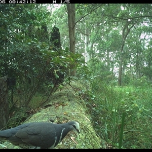 Leucosarcia melanoleuca at Pipeclay, NSW - suppressed