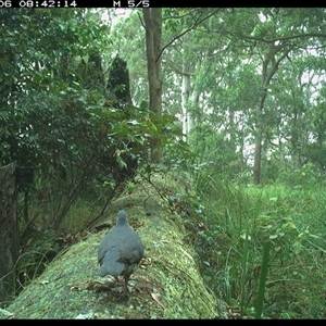 Leucosarcia melanoleuca at Pipeclay, NSW - suppressed