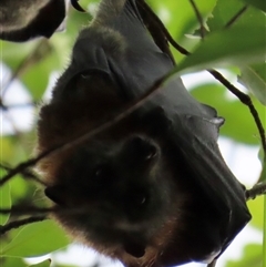 Pteropus poliocephalus (Grey-headed Flying-fox) at Kangaroo Valley, NSW - 1 Dec 2024 by lbradley