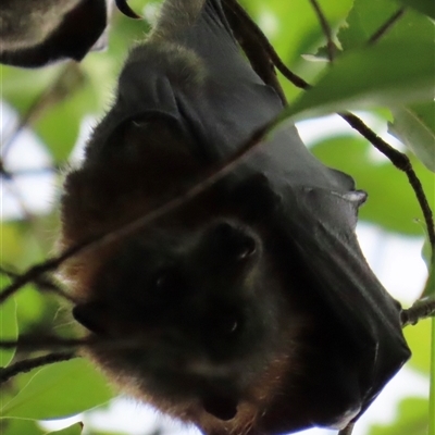 Pteropus poliocephalus (Grey-headed Flying-fox) at Kangaroo Valley, NSW - 1 Dec 2024 by lbradley