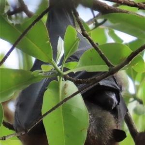 Pteropus poliocephalus at Kangaroo Valley, NSW - 1 Dec 2024 02:45 PM