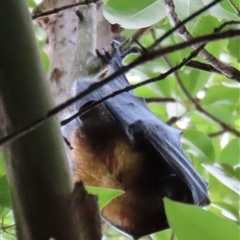 Pteropus poliocephalus at Kangaroo Valley, NSW - 1 Dec 2024