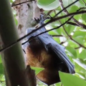 Pteropus poliocephalus at Kangaroo Valley, NSW - 1 Dec 2024 02:45 PM