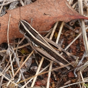 Macrotona australis at Hall, ACT - 1 Dec 2024 11:56 AM