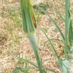 Tragopogon sp. at Duffy, ACT - suppressed