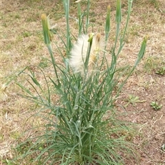 Tragopogon sp. at Duffy, ACT - suppressed