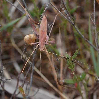 Tinzeda lobata (A katydid) at Hall, ACT - 1 Dec 2024 by Anna123