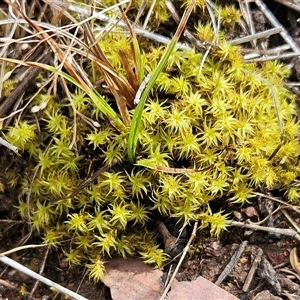 Polytrichaceae sp. (family) at Hawker, ACT by sangio7