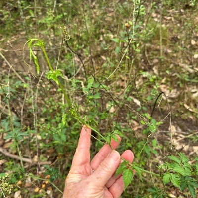 Cayratia clematidea (Slender Grape) at Kangaroo Valley, NSW - 1 Dec 2024 by lbradley