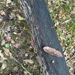 Unidentified Underside smooth or wrinkled/roughened <Stereum etc> at Kangaroo Valley, NSW - 1 Dec 2024 by lbradley