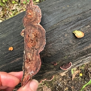 Rhodofomitopsis lilacinogilva complex at Kangaroo Valley, NSW - suppressed