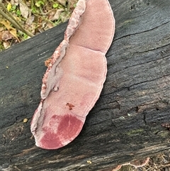 Rhodofomitopsis lilacinogilva complex at Kangaroo Valley, NSW - suppressed