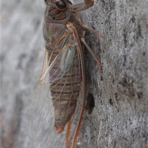 Yoyetta sp. (genus) at Hall, ACT - 1 Dec 2024 11:00 AM