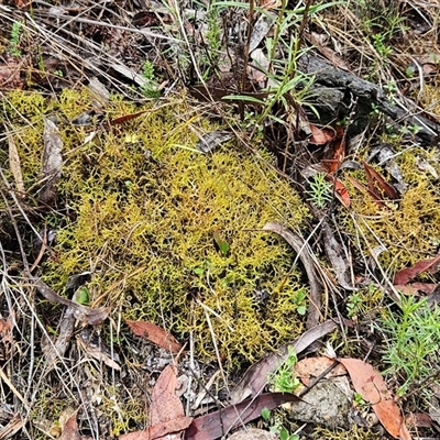 Cladia aggregata (A lichen) at Hawker, ACT - 1 Dec 2024 by sangio7