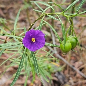 Solanum linearifolium at Hawker, ACT - 1 Dec 2024 11:12 AM