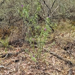 Solanum linearifolium at Hawker, ACT - 1 Dec 2024 11:12 AM