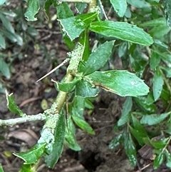 Melicytus dentatus (Tree Violet) at Kangaroo Valley, NSW - 1 Dec 2024 by lbradley