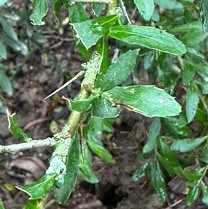 Melicytus dentatus at Kangaroo Valley, NSW - 1 Dec 2024