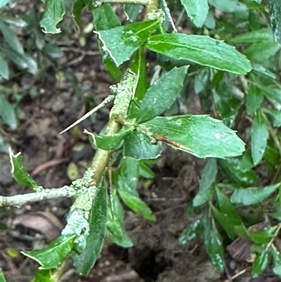 Melicytus dentatus (Tree Violet) at Kangaroo Valley, NSW - 1 Dec 2024 by lbradley