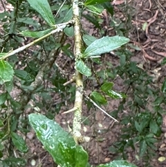 Melicytus dentatus at Kangaroo Valley, NSW - suppressed