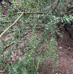 Melicytus dentatus at Kangaroo Valley, NSW - 1 Dec 2024