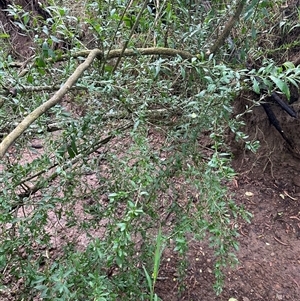 Melicytus dentatus at Kangaroo Valley, NSW - 1 Dec 2024