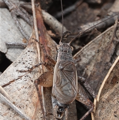 Eurepa marginipennis (Mottled bush cricket) at Hall, ACT - 1 Dec 2024 by Anna123