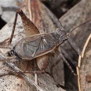 Eurepa marginipennis at Hall, ACT - 1 Dec 2024