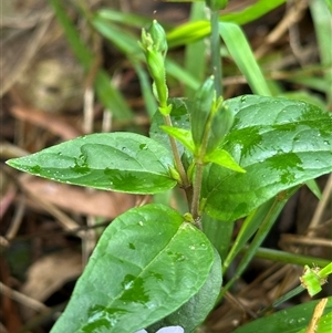 Pseuderanthemum variabile (Pastel Flower) at Kangaroo Valley, NSW by lbradley