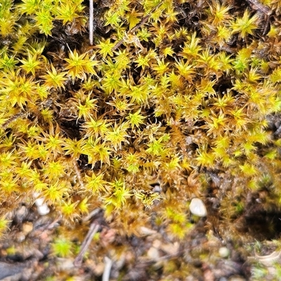 Polytrichaceae sp. (family) at Hawker, ACT - 1 Dec 2024 by sangio7