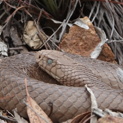 Pseudonaja textilis (Eastern Brown Snake) at Hall, ACT - 1 Dec 2024 by Anna123