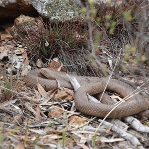 Pseudonaja textilis at Hall, ACT - 1 Dec 2024 12:47 PM