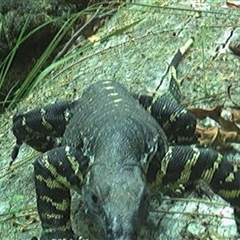 Varanus sp. (genus) (A goanna) at Pipeclay, NSW - 6 Nov 2024 by MVM