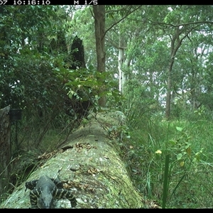 Varanus sp. (genus) at Pipeclay, NSW - suppressed